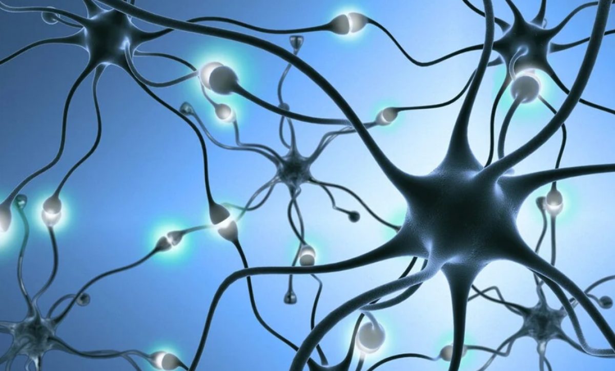 neuronas
