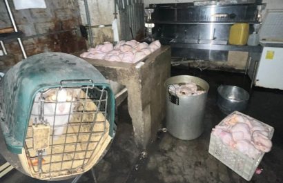 personal-de-la-arcsa-encontro-un-gato-encerrado-en-un-asadero-de-pollos-1