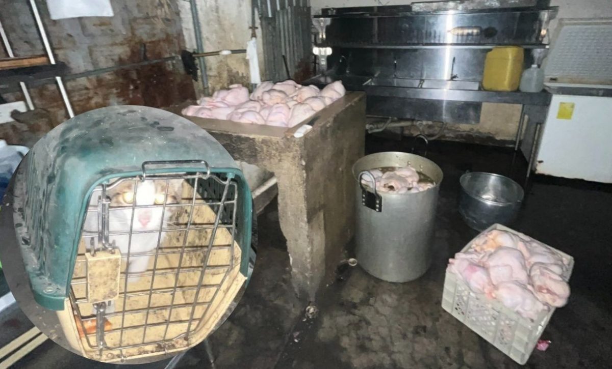 personal-de-la-arcsa-encontro-un-gato-encerrado-en-un-asadero-de-pollos-1