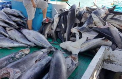 pesca-ilegal