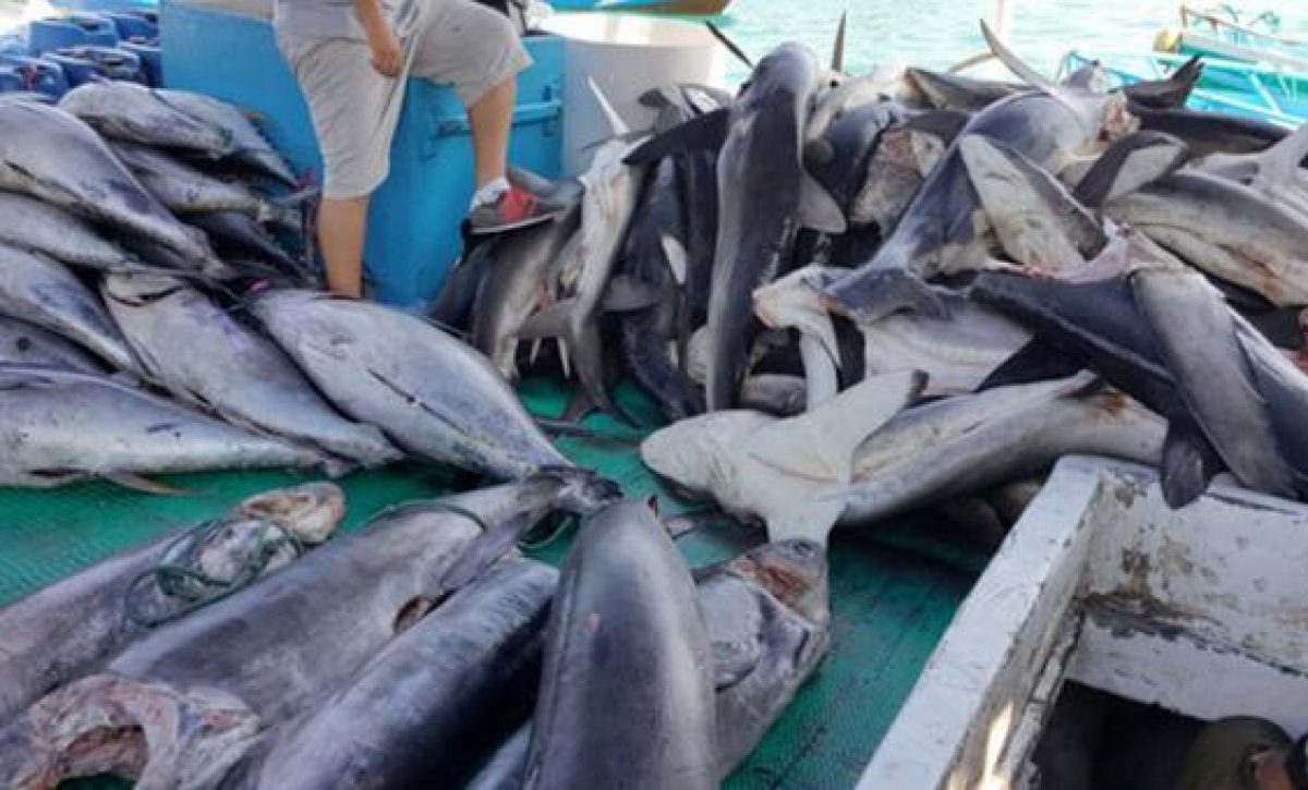 pesca-ilegal
