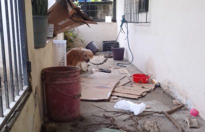 portoviejo-perro-de-la-familia-que-murio-en-la-ciudadela-fatima-no-para-de-llorar