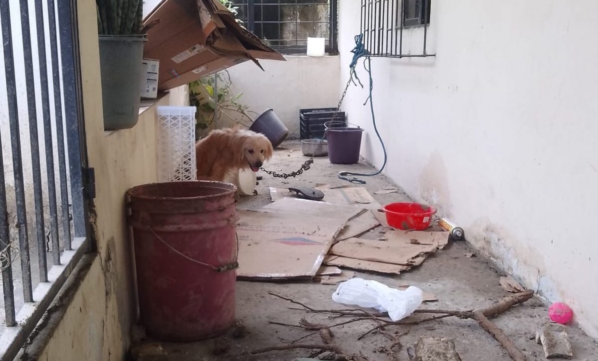 portoviejo-perro-de-la-familia-que-murio-en-la-ciudadela-fatima-no-para-de-llorar