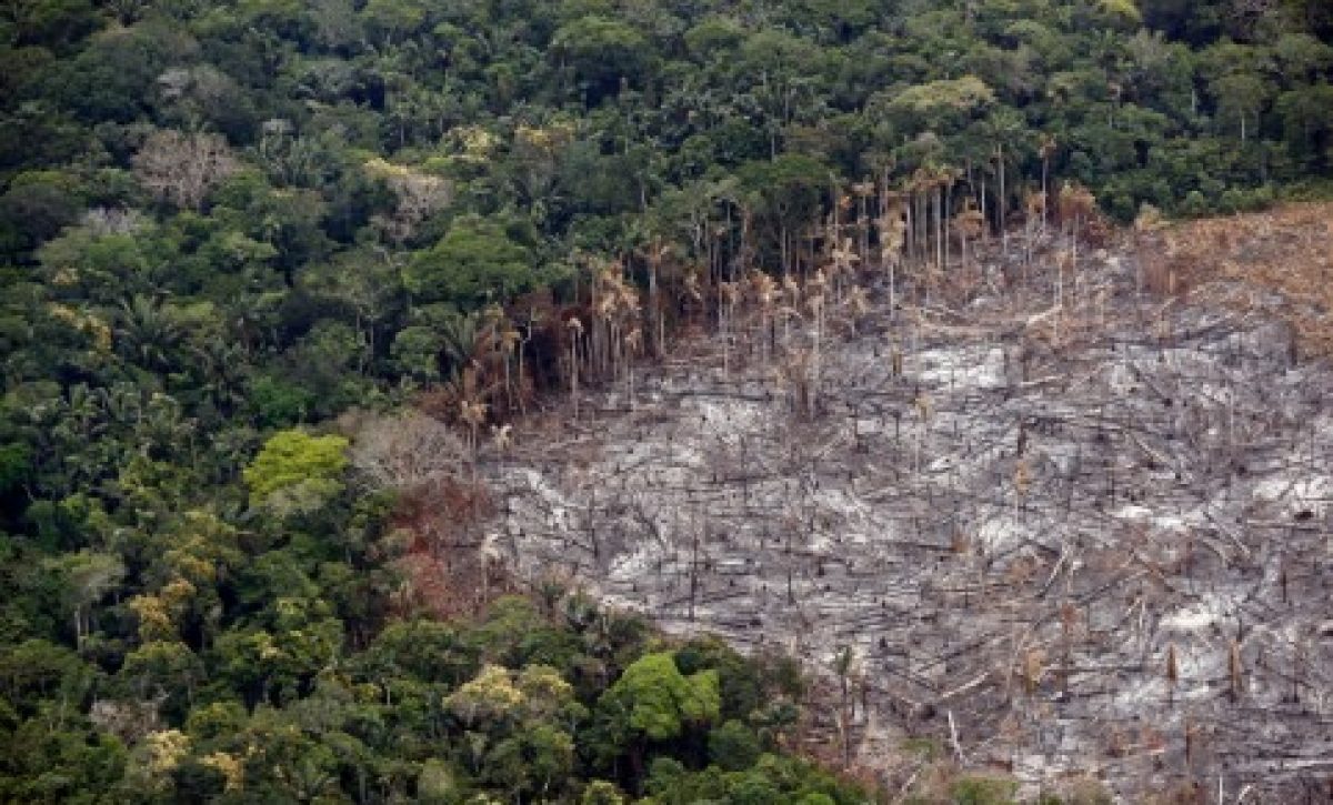 selva-Colombia-EFEverde-482x310-1