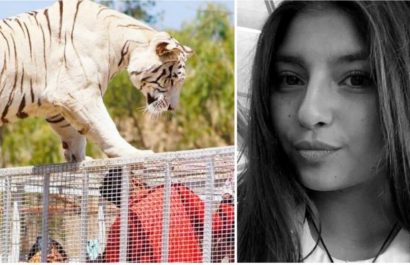 tigre1