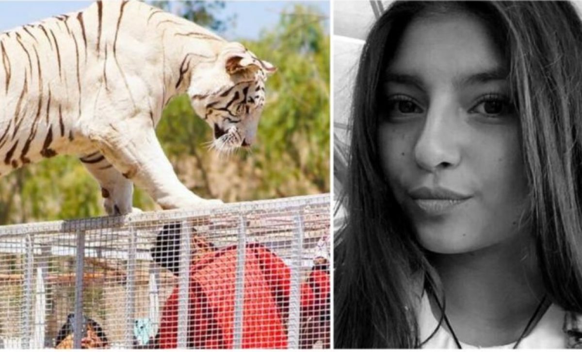 tigre1