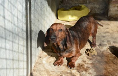 un-perro-mato-a-un-bebe-recien-nacido
