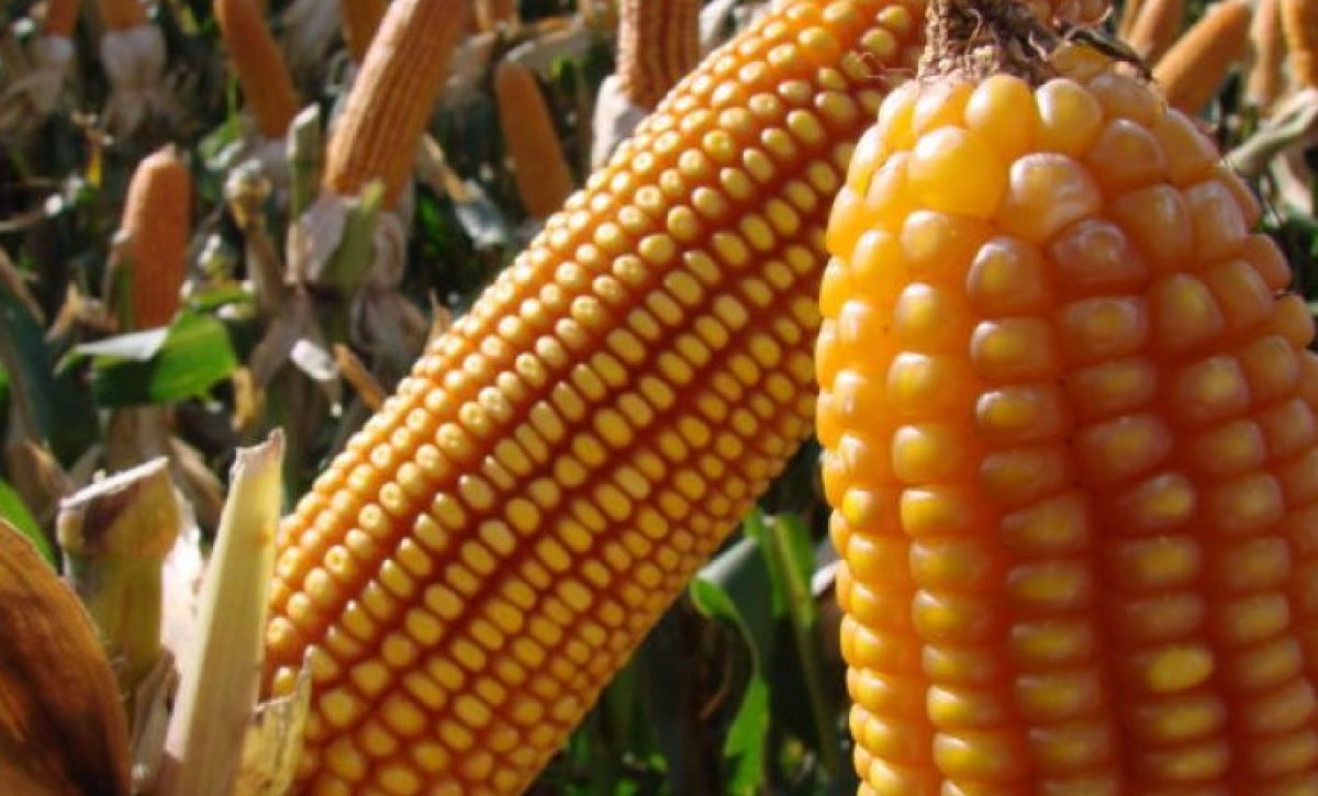 un-total-de-95-mil-toneladas-de-maiz-duro-y-amarillo-seran-importadas-anuncio-el-gobierno-de-ecuador