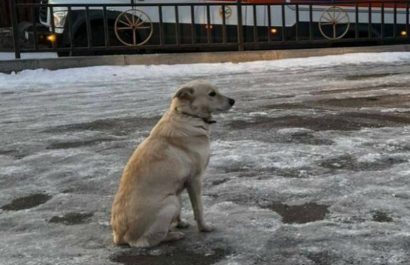 una-perrita-se-ha-vuelto-viral-a-traves-de-redes-sociales-quien-no-se-mueve-de-la-orilla-de-un-lago-completamente-congelado