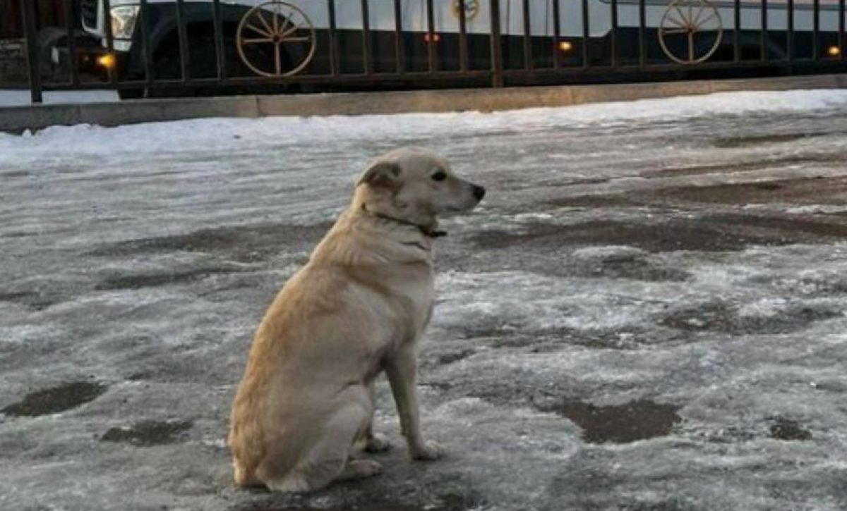 una-perrita-se-ha-vuelto-viral-a-traves-de-redes-sociales-quien-no-se-mueve-de-la-orilla-de-un-lago-completamente-congelado