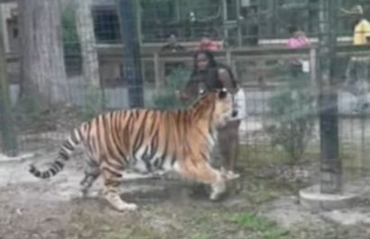 video-atrevida-mujer-acaricia-a-tigres-en-su-jaula-y