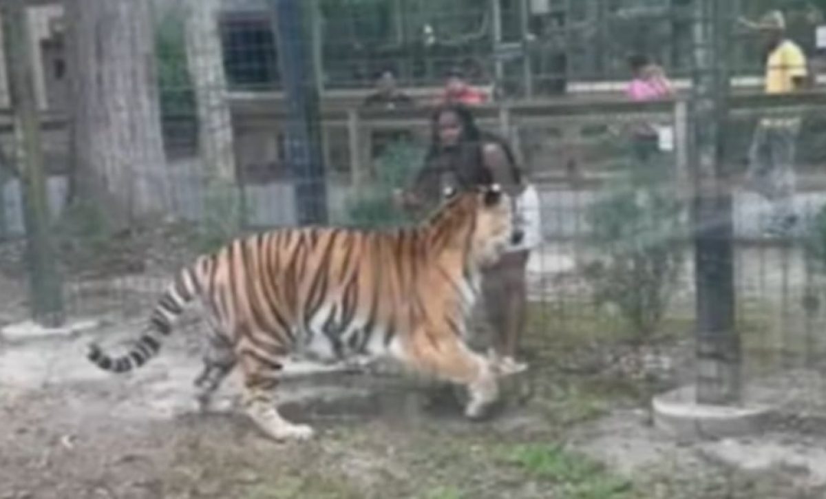 video-atrevida-mujer-acaricia-a-tigres-en-su-jaula-y