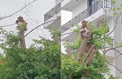 viral-mono-secuestra-a-un-cachorro-y-le-da-un-paseo-por-las-alturas