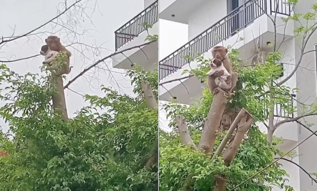 viral-mono-secuestra-a-un-cachorro-y-le-da-un-paseo-por-las-alturas