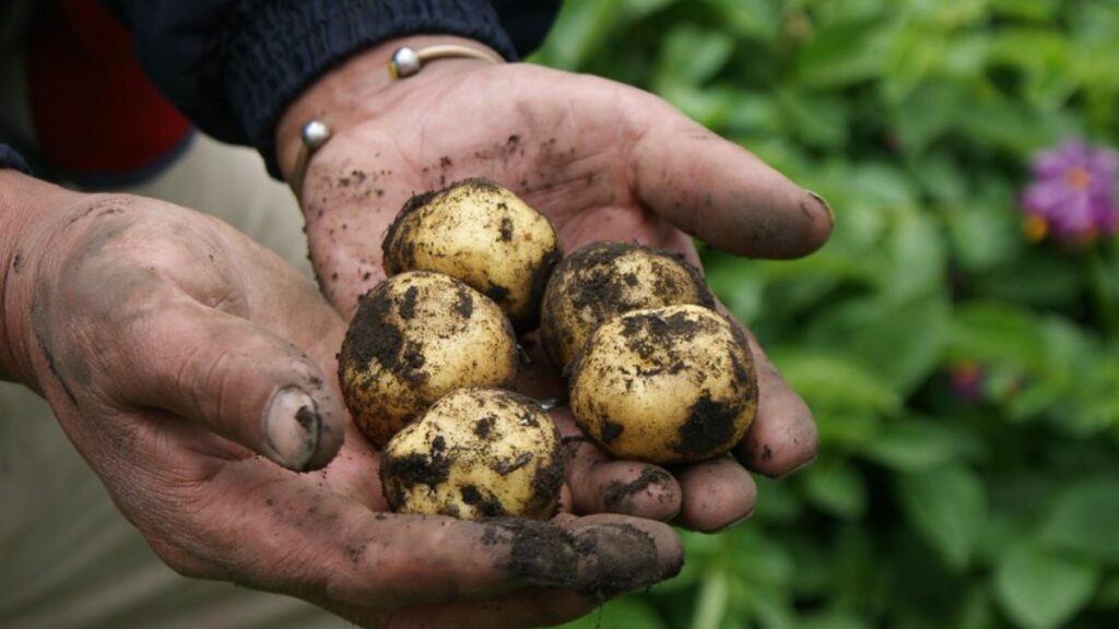 Estas son las cinco actividades del sector primario que genera mayor empleabilidad en los ecuatorianos, según el INEC. ( Ministerio de Agricultura).