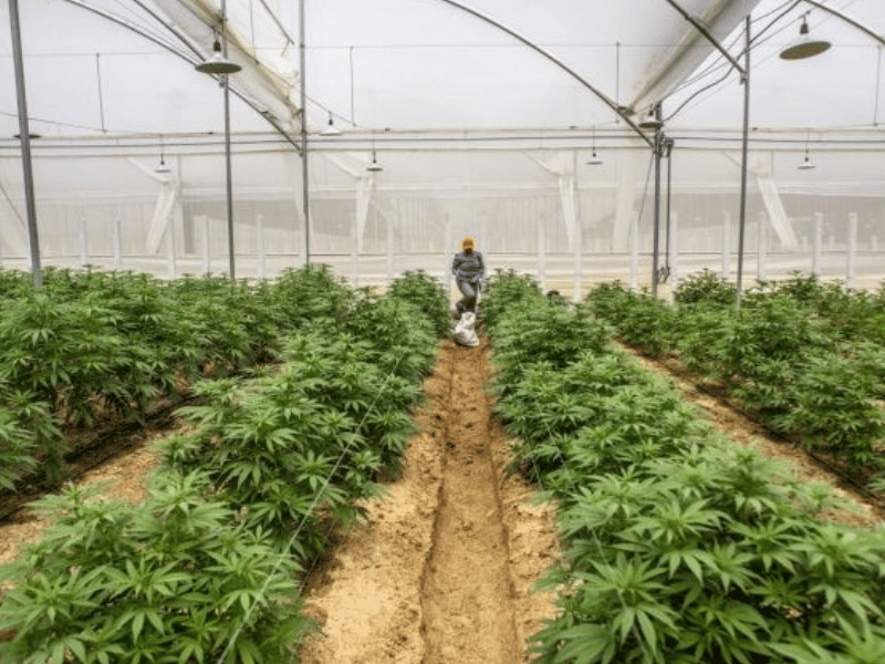 Ministerio de Agricultura presenta guía histórica para cultivo de cáñamo en Ecuador