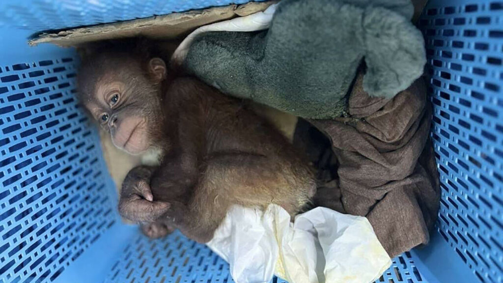 Policía tailandesa intercepta entrega ilegal de orangutanes bebés en una gasolinera.