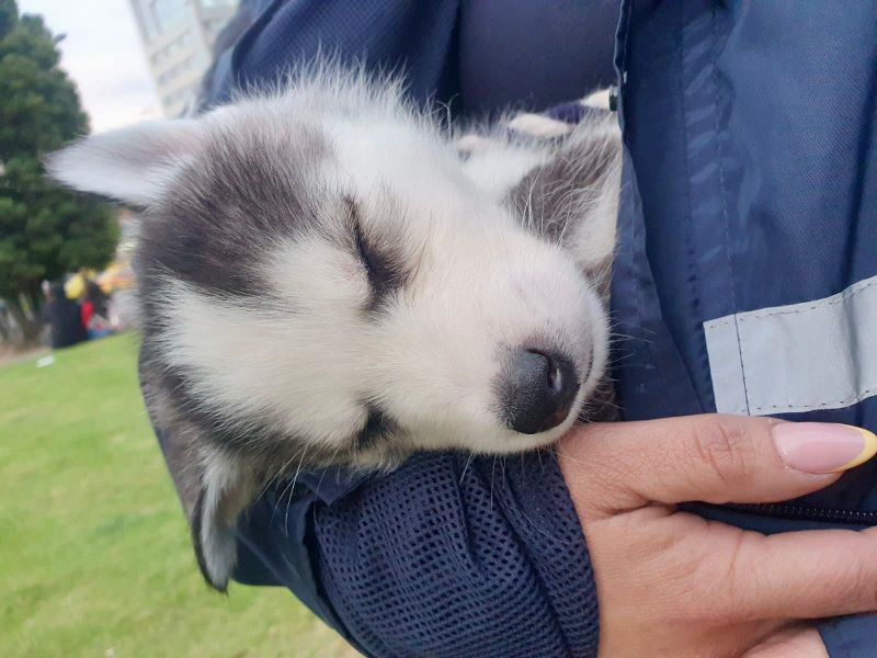 Tres perros fueron rescatados de venta clandestina en parque La Carolina