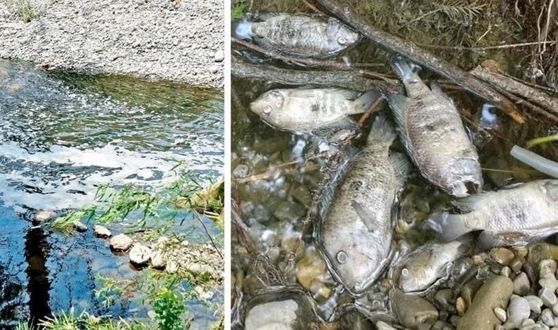 Una lluvia de peces sorprendió a los habitantes de Baie-Mahault, en la isla caribeña de Guadalupe,