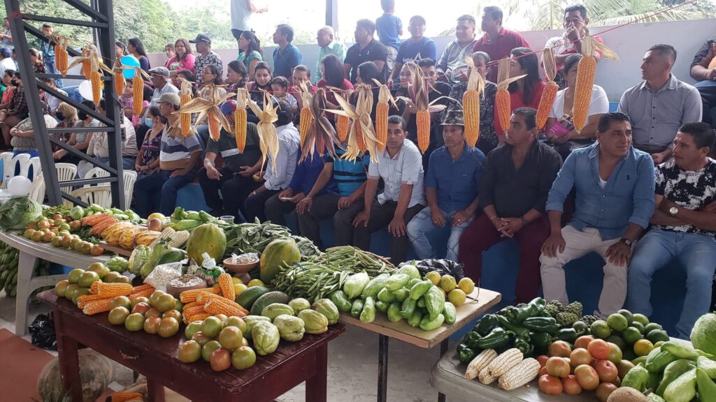Unas 15.000 hectáreas de choclo y maíz se cosechan cada invierno en La Laguna.