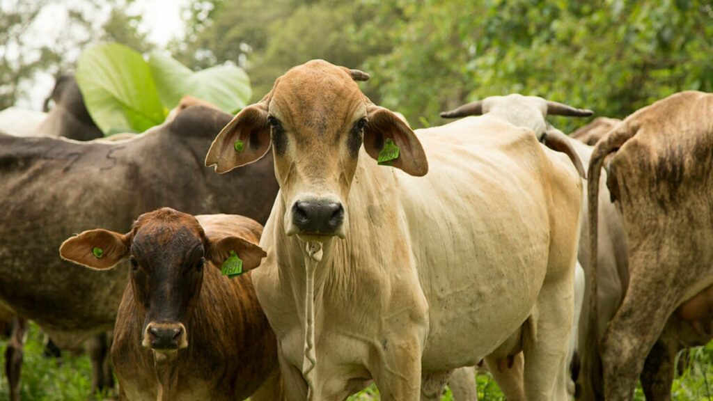 El Ministerio de Agricultura y Ganadería invirtió más de 400 mil dólares en el sector agropecuario de El Oro. (MAG).