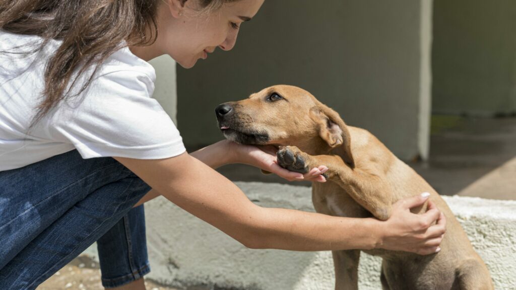 Pérdida de animales en Ecuador: solo el 29% de mascotas extraviadas regresan a casa