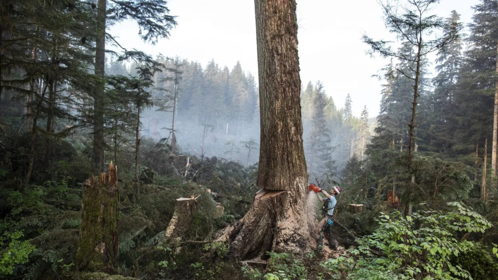 Un leñador derriba un gran árbol en la explotación forestal de Tuxekan, en la isla Príncipe de Gales, Alaska, Estados Unidos. (Fotografía National Geograph).