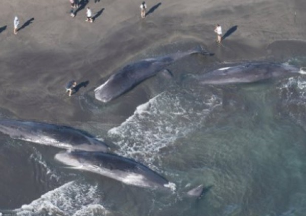 Cuatro ballenas quedaron varadas en la playa de Heisaura, en la ciudad de Tateyama, en Japón, horas antes de un terremoto