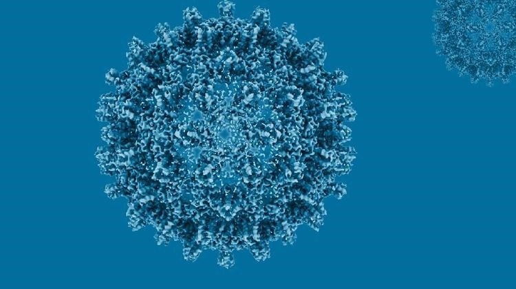 Cada 30 segundos muere una persona por hepatitis: la OMS pide actuar ya