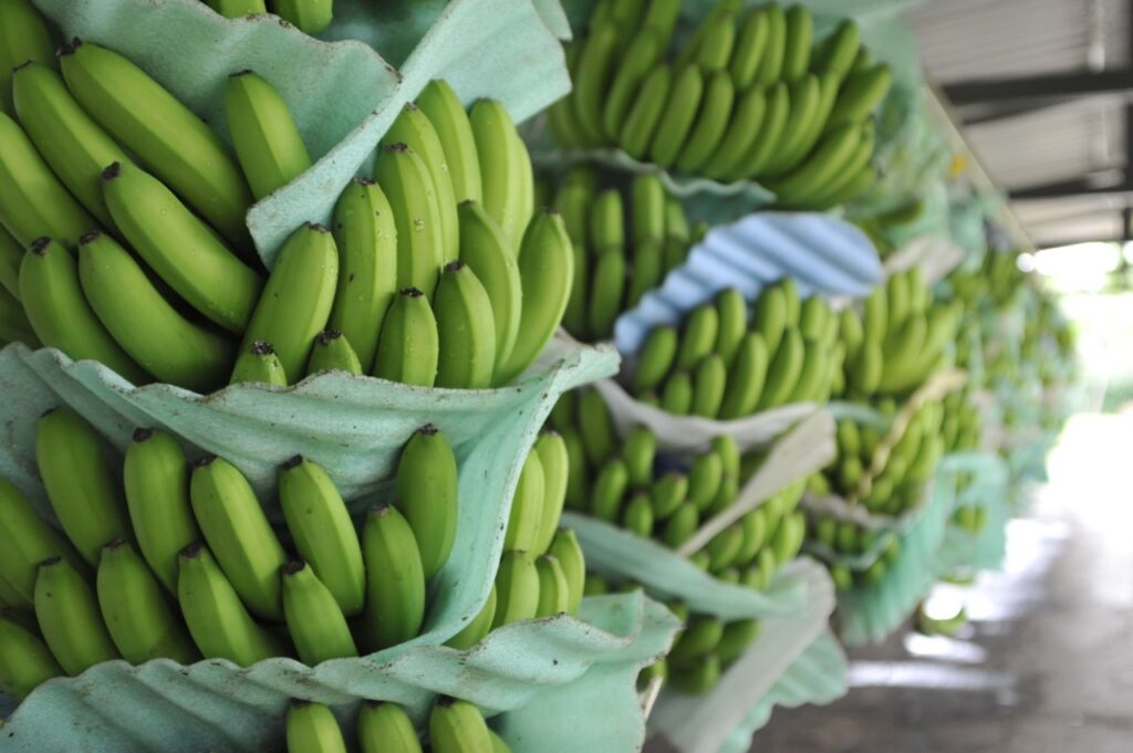 Exportaciones de banano ecuatoriano crecieron en el primer semestre del 2025