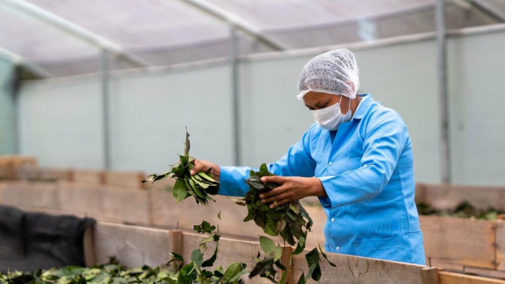 La guayusa ya cuenta oficialmente con subpartida arancelaria para llegar a mercados internacionales. (MAG).