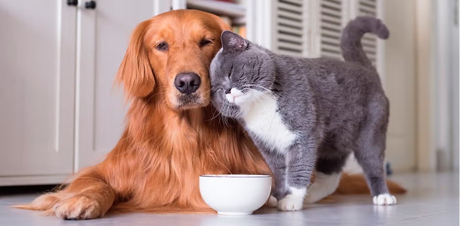El gasto anual promedio por perros de tamaño mediano puede ubicarse entre USD 800 y 1.200, mientras que para un gato, oscila entre USD 600 y 900.