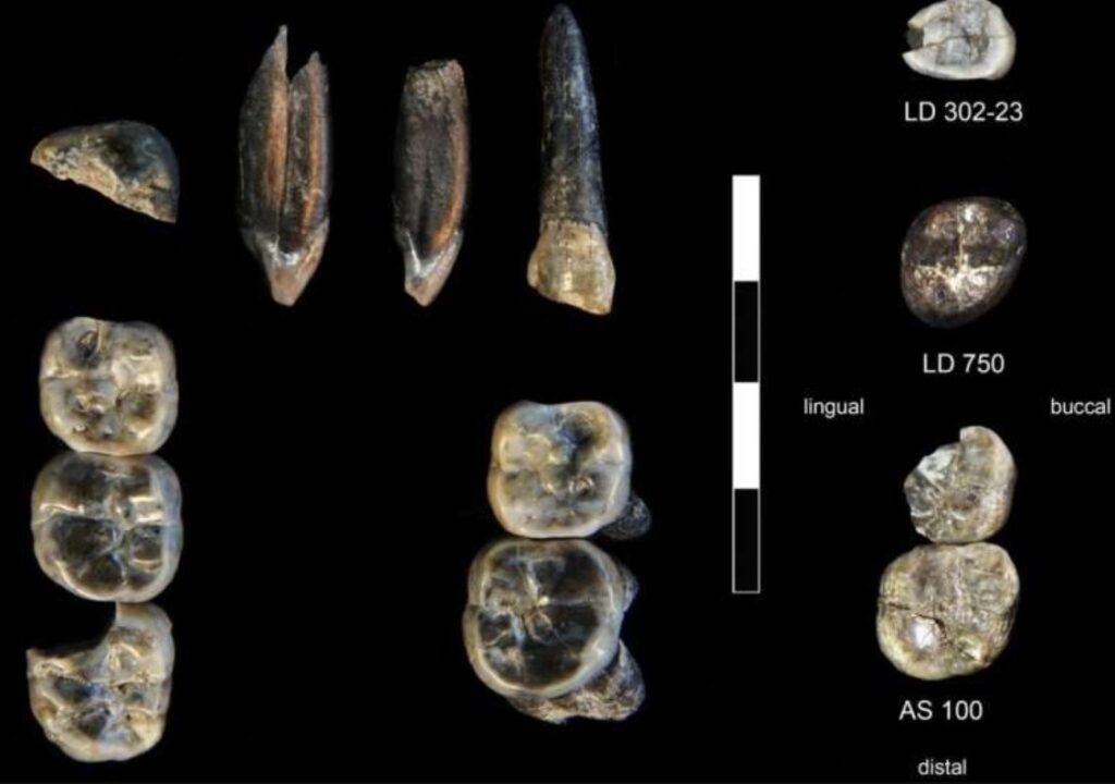 Descubren nueva especie de Australopithecus en Etiopía que reescribe la evolución humana