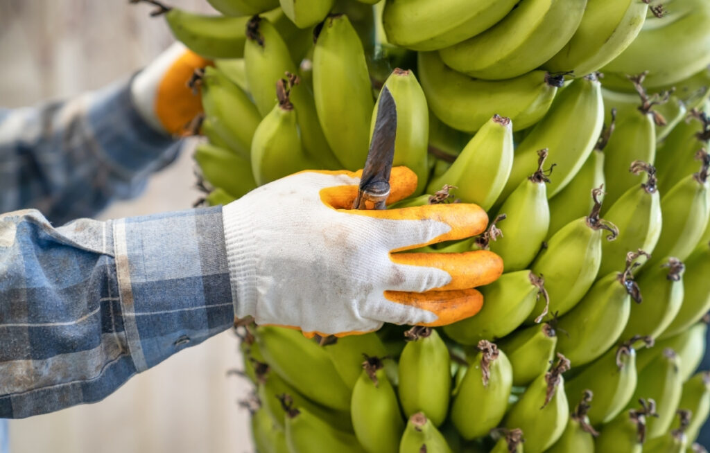 La AEBE advierte sobre el arancel del 15% y la pérdida de $61 millones para el banano ecuatoriano