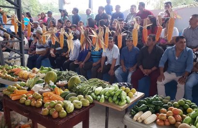 Unas 15.000 hectáreas de choclo y maíz se cosechan cada invierno en La Laguna.