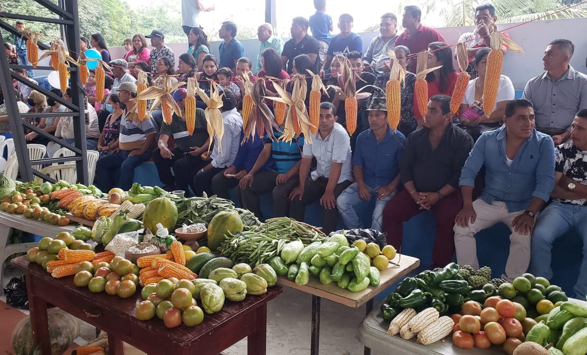 Unas 15.000 hectáreas de choclo y maíz se cosechan cada invierno en La Laguna.