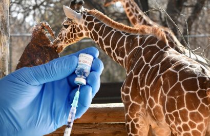 210708_4392205_Algunos_animales_de_un_zoologico_en_Denver_s