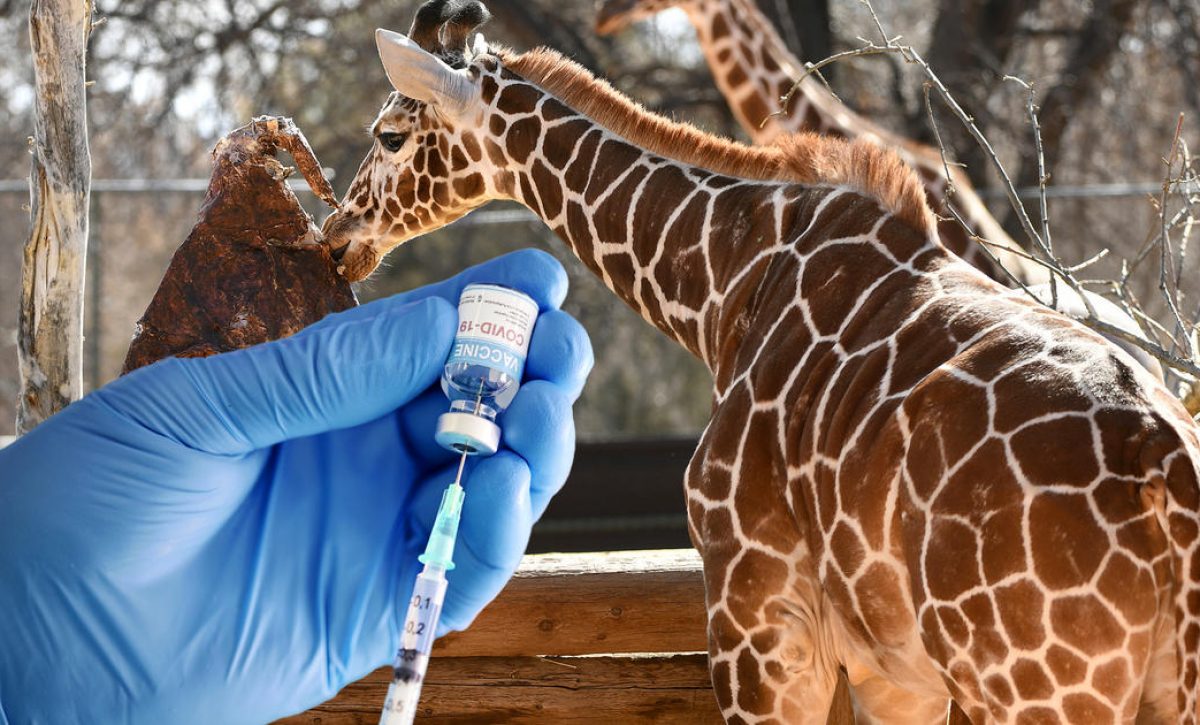 210708_4392205_Algunos_animales_de_un_zoologico_en_Denver_s