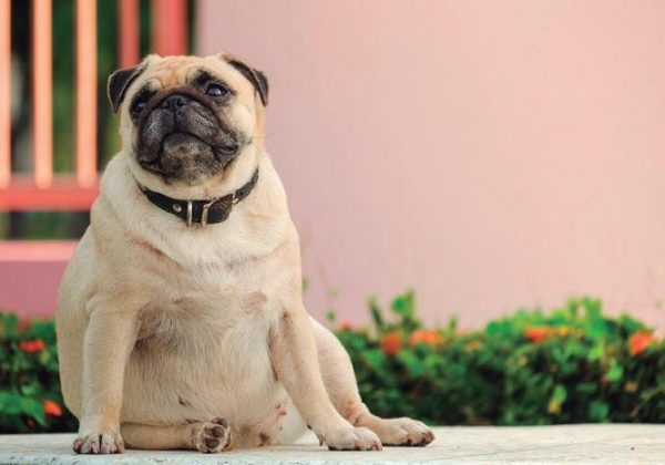 El sobrepeso en perros y gatos: un problema silencioso que afecta su salud
