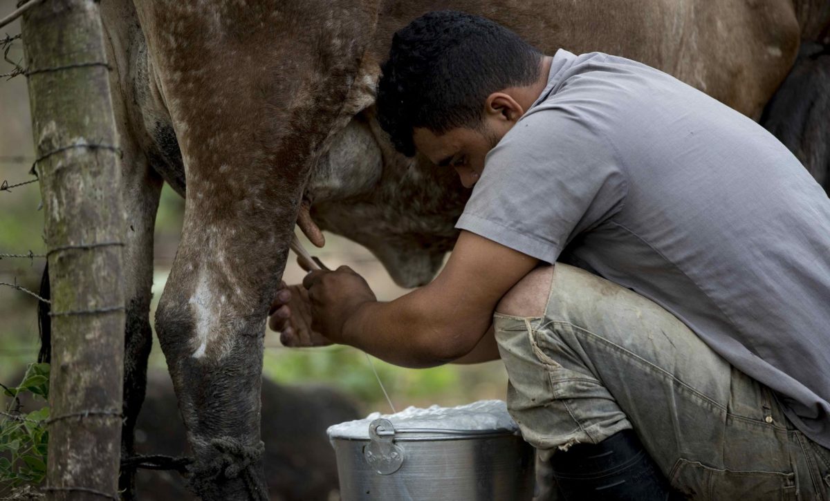 Pequeños productores de leche de Ecuador exigen respeto al precio mínimo