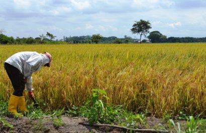 Afiliados al Seguro Campesino anuncian marcha para este lunes 25 de agosto en Portoviejo, provincia de Manabí. (Ministerio de Agricultura)