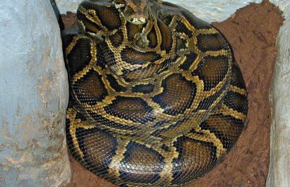 Brooding_female_Python_molurus_bivittatus