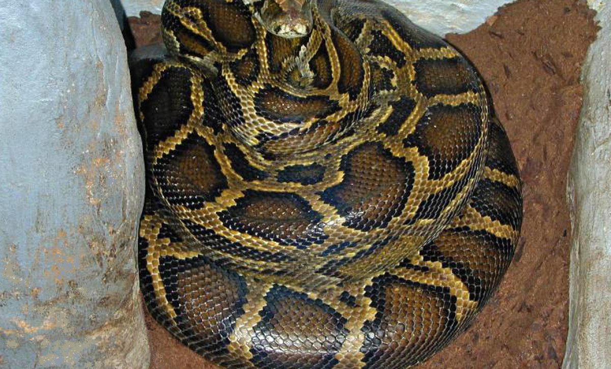 Brooding_female_Python_molurus_bivittatus
