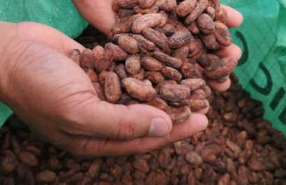 CACao2-1
