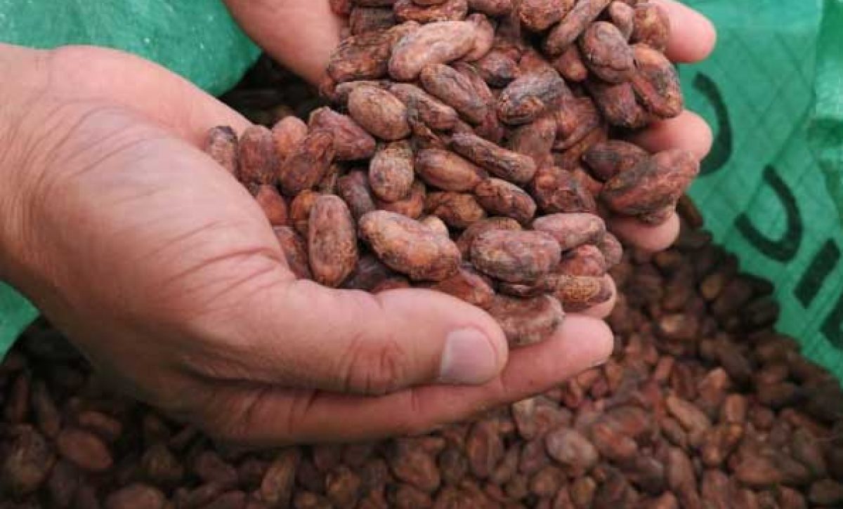 CACao2-1