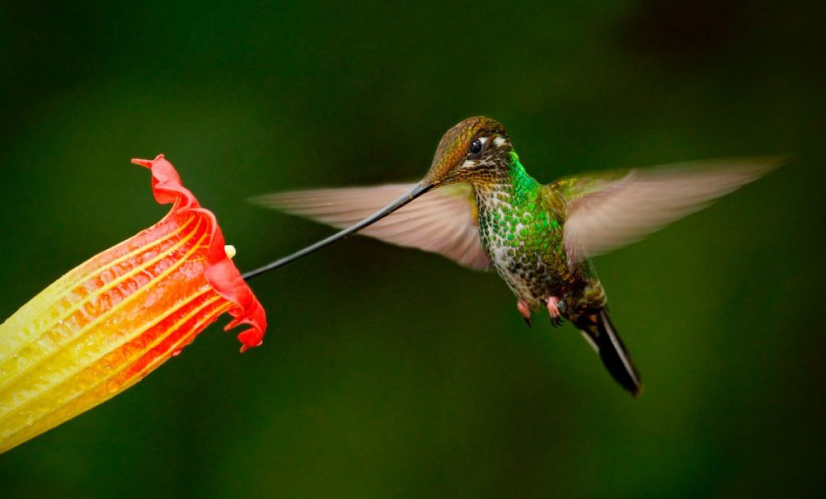 Colibríes de pico largo desaparecen por deforestación en bosques del sur del país