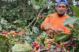 Las plantaciones de café empiezan a tener el fruto, pero no en la misma cantidad de años anteriores, según los productores.