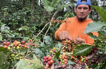 Las plantaciones de café empiezan a tener el fruto, pero no en la misma cantidad de años anteriores, según los productores.