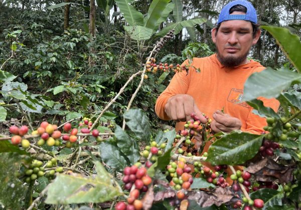 Las plantaciones de café empiezan a tener el fruto, pero no en la misma cantidad de años anteriores, según los productores.