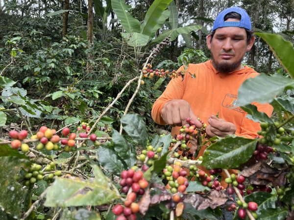 Las plantaciones de café empiezan a tener el fruto, pero no en la misma cantidad de años anteriores, según los productores.